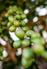green coffee beans on tree