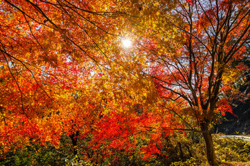太陽に照らされた紅葉　