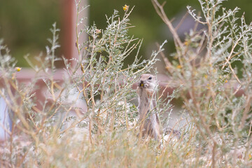 Tiny paws great big bite from San Joaquin antelope squirrel Ammospermophilus nelsoni who is overjoyed at finding ripe berries among the vegetation
