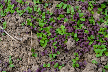 Green and purple Mizuna. Young sprouts in the open ground.