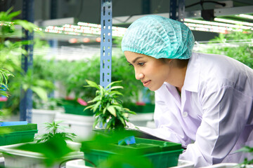 female scientist looking and checking hemp or cannabis plants in the greenhouse