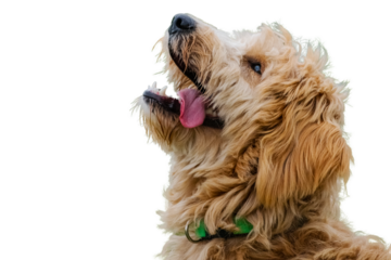 Cute and fluffy dog with tongue sticking out. 
Walter is a dog up for adoption at Animatch.