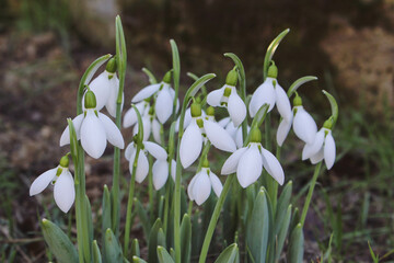 snowballs snowdrops in the garden. photo during the day.