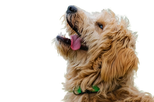 Cute and fluffy dog with tongue sticking out. 
Walter is a dog up for adoption at Animatch.