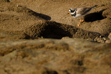 Common ringed plover Charadrius hiaticula. Arinaga Beach. Aguimes. Gran Canaria. Canary Islands. Spain.