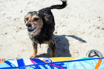 Pit bull shiba inu mix playing in the sand and swimming at dog beach