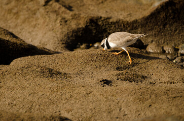 Common ringed plover Charadrius hiaticula searching for food. Arinaga Beach. Aguimes. Gran Canaria. Canary Islands. Spain.