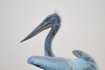 Pelicans with a long beak are a genus of large water birds.