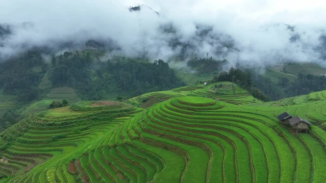 Aerial view of Rice terrace with morning mist in Mu cang chai, Vietnam. Beautiful landscape in Vietnam.