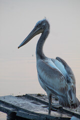 Pelicans with a long beak are a genus of large water birds.