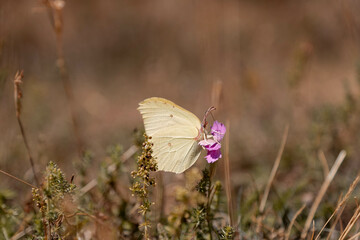 butterfly on a flower