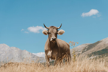 Cow in Spanish nature