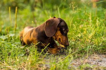 Portrait of a miniature dachshund in the park