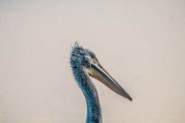 Pelicans with a long beak are a genus of large water birds.