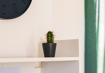 Close up shot of a cactus on a white shelf. Interior