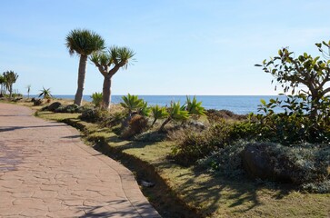 Cactuses in sea promenade of Estepona, Spain - 527662640