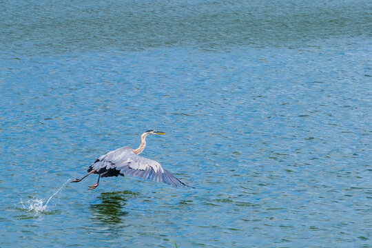 A Great Blue Heron Takes Flight From The London Avenue Canal In New Orleans, Louisiana, USA