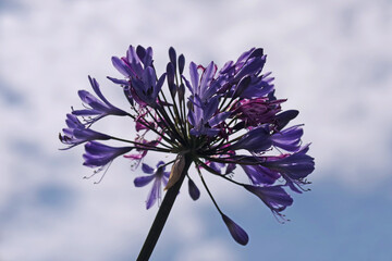 Purple agapanthus flower under summer sky with fog clouds