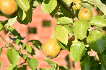Ripe pear fruits on a tree in foliage in autumn in the garden. Juicy pear fruits in the summer garden.