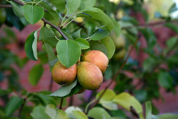 Ripe pear fruits on a tree in foliage in autumn in the garden. Juicy pear fruits in the summer garden.
