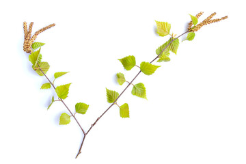 Spring branch of a young birch with earrings isolated on a white background