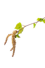 Birch earrings on a young branch, isolate on a white background
