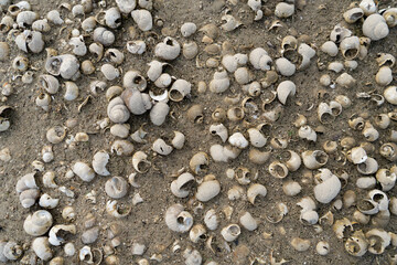 Shells on the shore of the dam