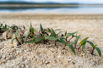 Close-up photo of grass on the bank of a dam