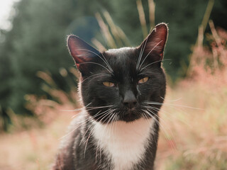 portrait of a black and white cat in nature