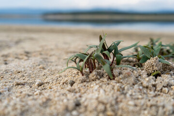 Close-up photo of grass on the bank of a dam
