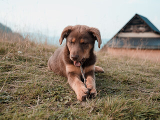 Brown puppy playing in nature