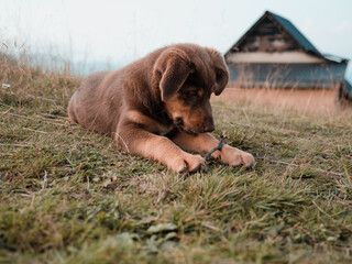 Brown puppy playing in nature