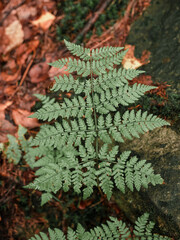 fern leaves in the forest