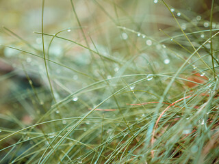 raindrops on the grass macro photo