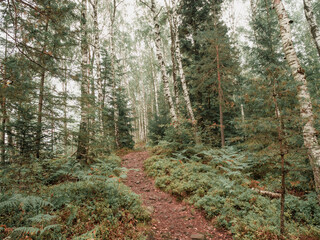 landscape of a narrow path in the forest