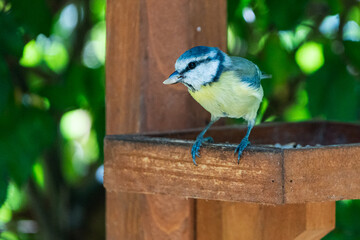 Young blue tit eats grains in the aviary.