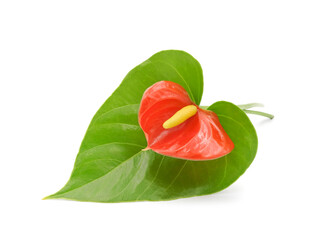 Leaf and red flower of Anthurium indoor plant isolated on white background