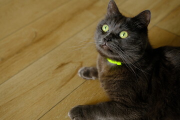 British cat lying on the floor at home. British shorthair breed portrait