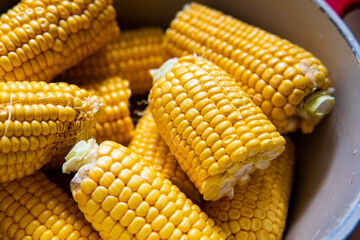 several fresh ripe ears of corn