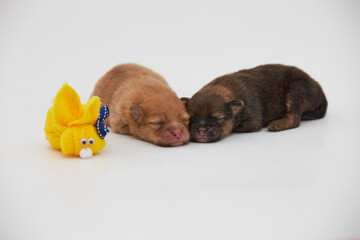 Cachorros, puppy, Pomerania, perritos, beb&eacute;s