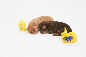 Cachorros, puppy, Pomerania, perritos, beb&eacute;s