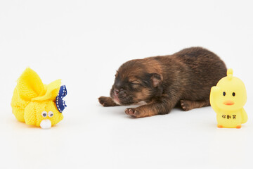 Cachorros, puppy, Pomerania, perritos, beb&eacute;s