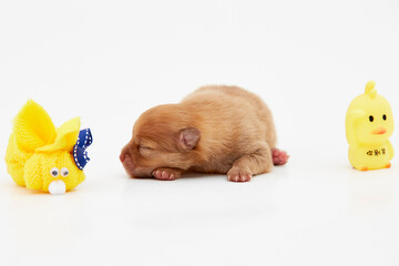 Cachorros, puppy, Pomerania, perritos, beb&eacute;s