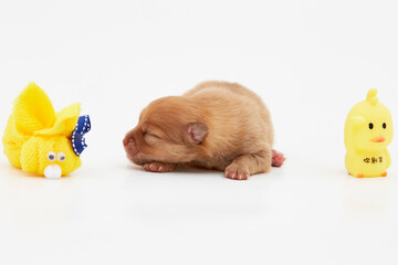 Cachorros, puppy, Pomerania, perritos, beb&eacute;s