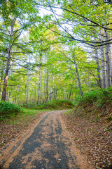 秋の乗鞍高原へのドライブ