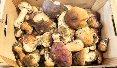 mushrooms on the market