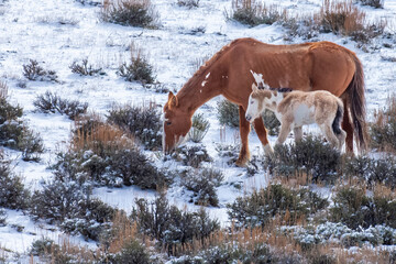 Mustang Mare Grazing with Foal in Snow