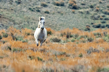 Obraz na płótnie Canvas White Mustang Running