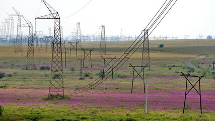 Fototapeta premium Electricity pylons in a field of purple wildflowers in the spring, at the Rietvlei Nature Reserve in Pretoria, South Africa