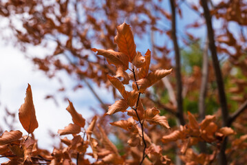 autumn leaves in the forest